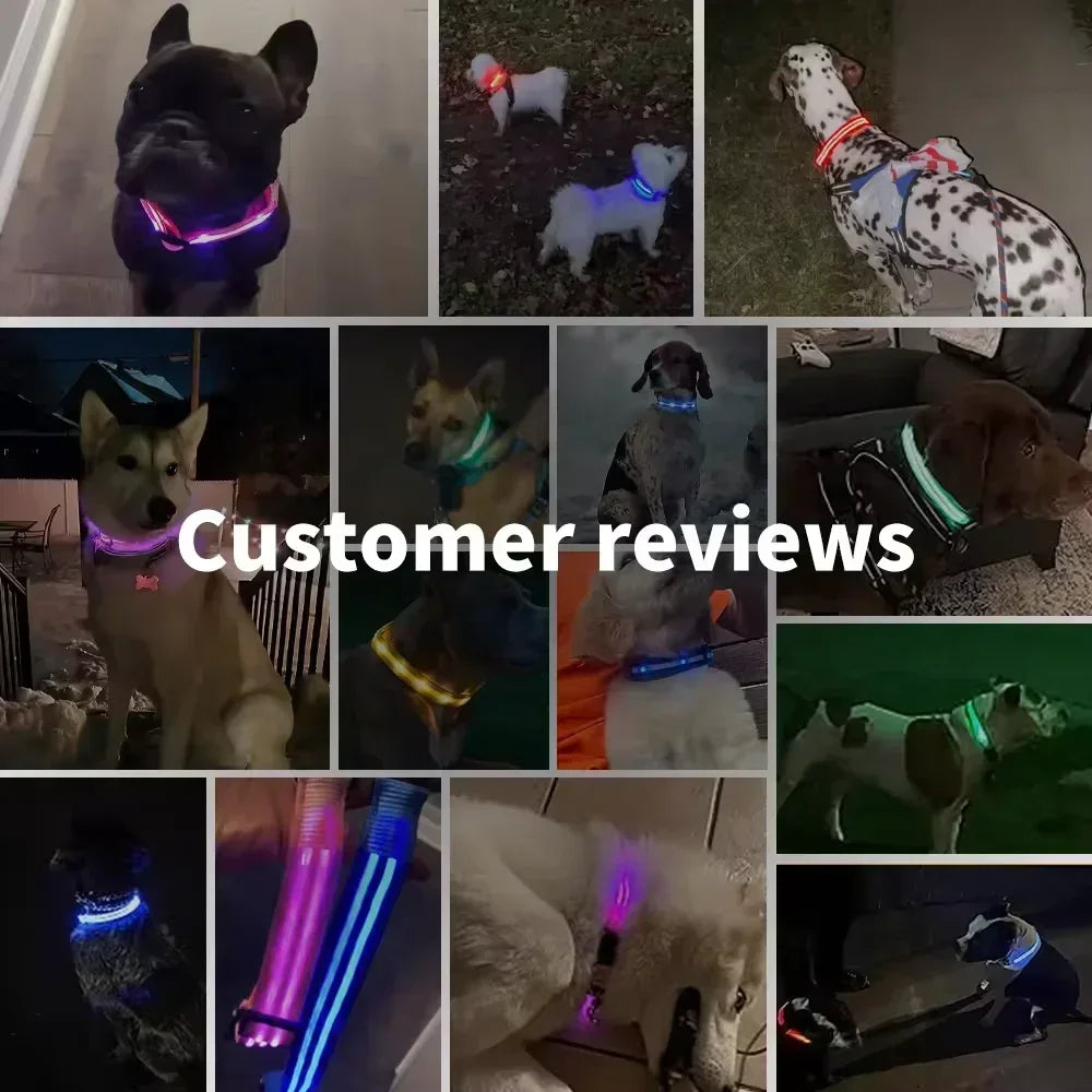 NightSafe LED Dog Collar