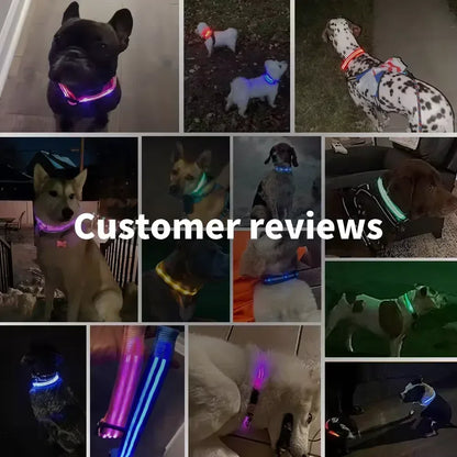 NightSafe LED Dog Collar