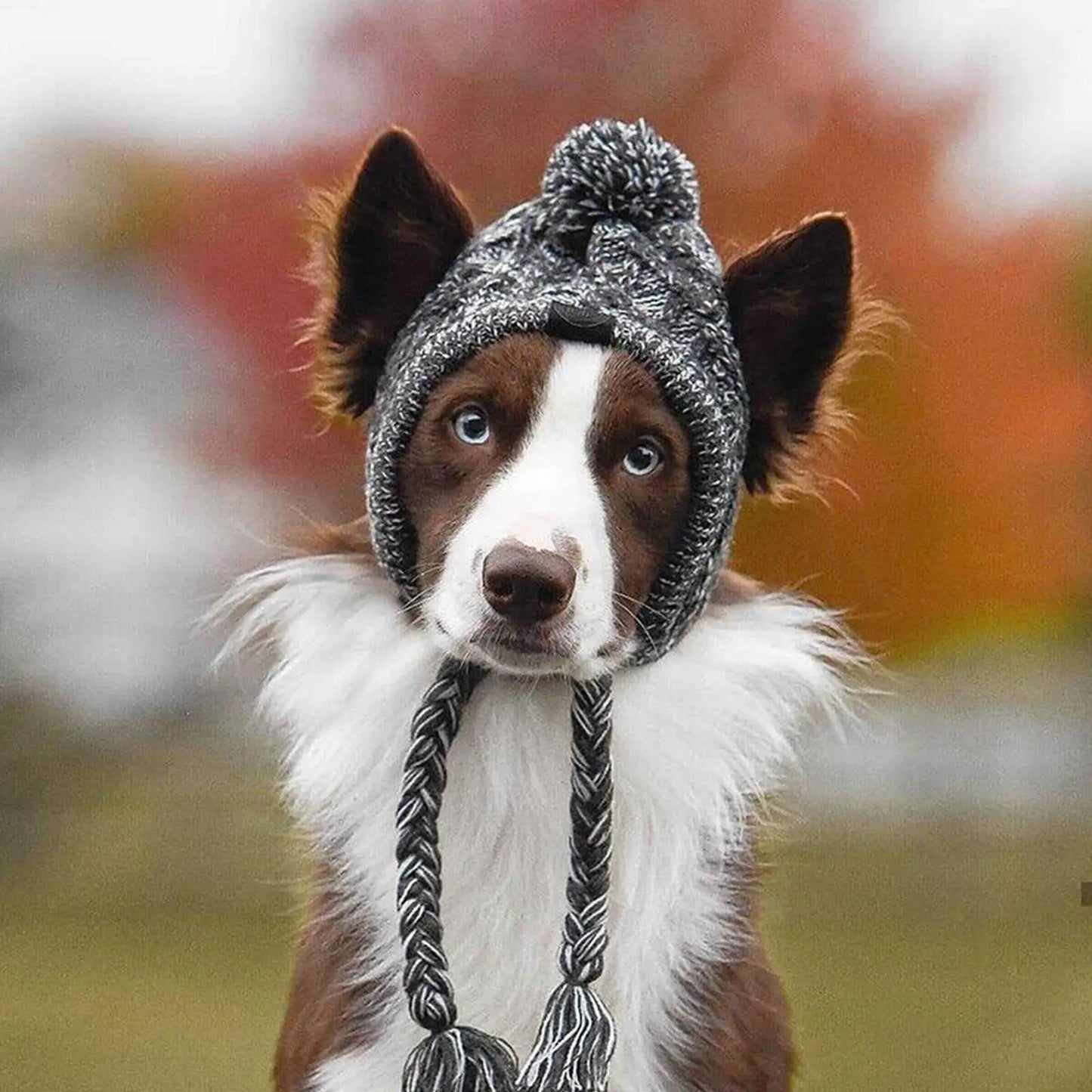 Cozy Paws Winter Dog Hat